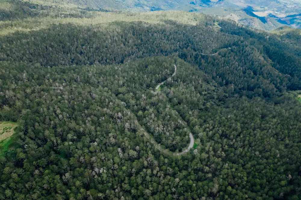 Camino serpenteando entre el bosque, visto desde el dron