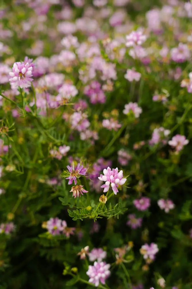 Flores silvestres en la pradera