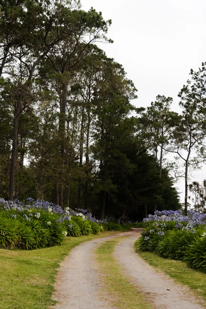 Sendero de tierra entre pinos y hortensias